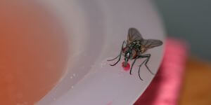 jasa pengendalian hama lalat hama rumah